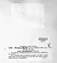 Pezicula rubi image